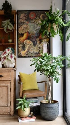 The Umbrella Tree Or Schefflera Plant -Verdant Haven Sales Store 98bb8d 209677162ab1454aabd9c382f2a49095 mv2