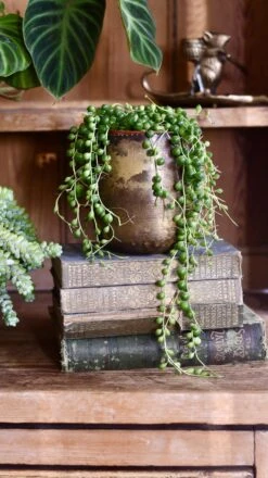 Senecio Rowleyanus - String Of Pearls