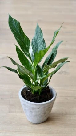 Variegated Spathiphyllum Diamond -Verdant Haven Sales Store 98bb8d 21bb739b8e2144628032d3f0e5ea7eba mv2