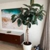 Ficus Burgundy Tree - Rubber Fig