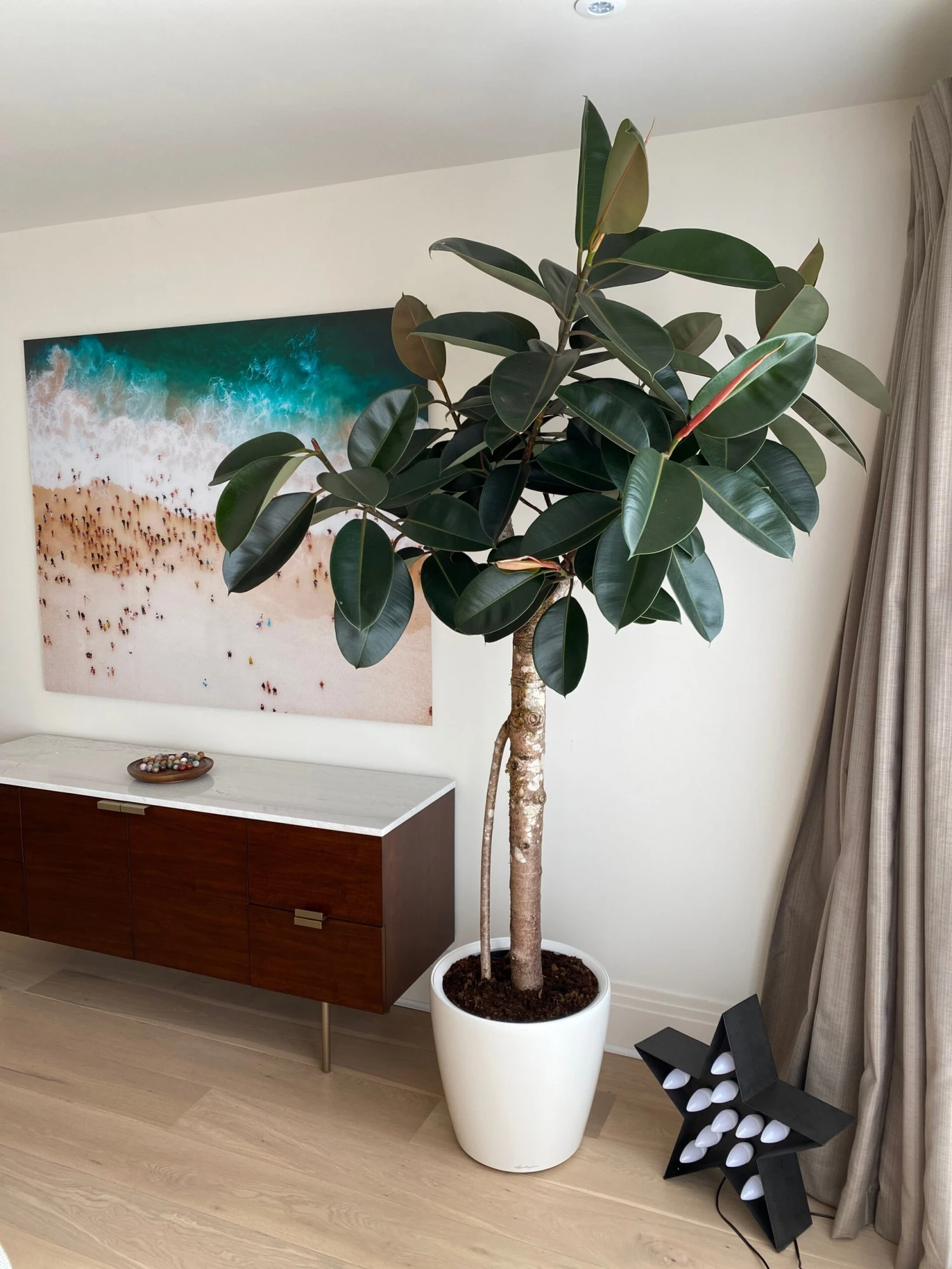 Ficus Burgundy Tree - Rubber Fig 1 Ficus Burgundy Tree - Rubber Fig