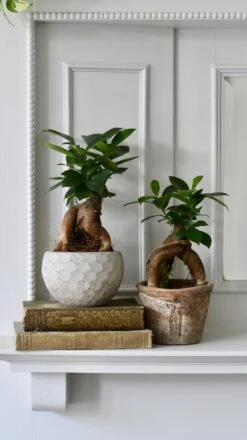 Ficus Retusa (Ginseng Bonsai Tree) -Verdant Haven Sales Store 98bb8d 22f0a9ba541c457a8d45b0b94806cb44 mv2