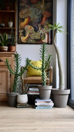 Opuntia Subulata *very Rare* -Verdant Haven Sales Store 98bb8d 23cb167886d946cd989a1d81b5d63bdf mv2