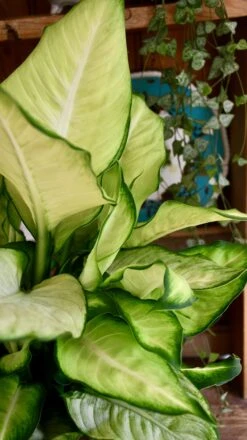 Dieffenbachia Summer (Dumb Cane Or Leopard Lily) -Verdant Haven Sales Store 98bb8d 246836d93ad84ec8b557248e9ec2bd0f mv2 37600a8e ea40 4384 b3ab 2215e3b10d83