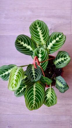Large Maranta Leuconeura -Verdant Haven Sales Store 98bb8d 24d7b15ec76449e1b52527073521a473 mv2