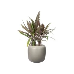 PURE BEADS POT 27cm -Verdant Haven Sales Store 98bb8d 25536696f4b340009c15040114d2bc54 mv2