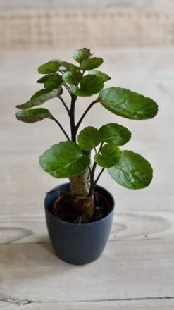 Baby Polyscias Fabian - Aralia Fabian -Verdant Haven Sales Store 98bb8d 258a27b096cf4b6c86ee50098ff36923 mv2