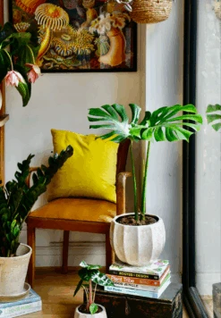 Small Monstera Deliciosa {Large Leaved Elegant Stem Form}