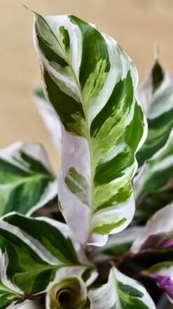 Calathea White Fusion -Verdant Haven Sales Store 98bb8d 2611b3e8927e4719ba2bfa4d257a654b mv2