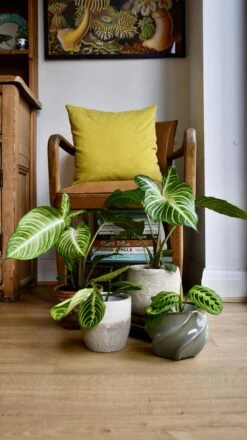 Xanthosoma Lindenii *rare*