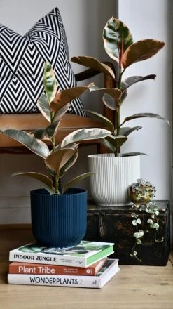 Ficus Elastica 'Belize' - Variegated Rubber Plant -Verdant Haven Sales Store 98bb8d 26d72eb2a6a341d3b2dbc4699622041c mv2