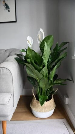 XL Spathiphyllum, Peace Lilly -Verdant Haven Sales Store 98bb8d 28495a1364254d70ba97d8ea9cb5a05d mv2