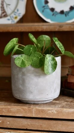 Pilea Mojito - Variegated Pilea Peperomioides *very Rare* -Verdant Haven Sales Store 98bb8d 2887c47470d147a2b78b10ee73fbdb0d mv2