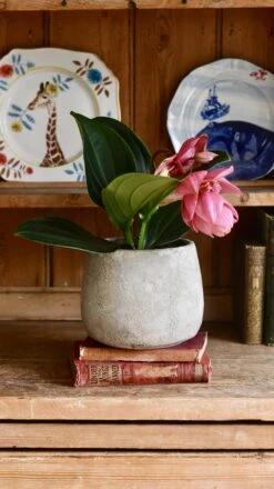 Philippine Orchid: Medinilla Magnifica - Exquisite Rose Grape Plant With Showy Pink Lanterns - Malaysian Orchid Variety -Verdant Haven Sales Store 98bb8d 289de76109044727ba59bf6204101759 mv2