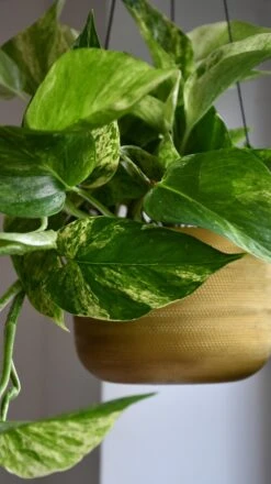 Scindapsus Marble Queen | Pothos | 30cm Hanging Pot Plant -Verdant Haven Sales Store 98bb8d 28ce332e1dc44ec5bfecb2def04e3afc mv2