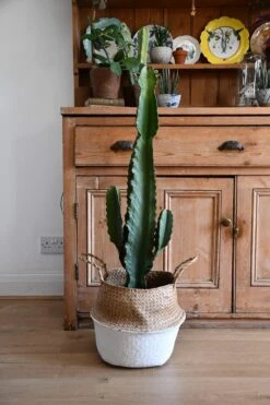 Euphorbia Ingens (Cowboy Cactus) -Verdant Haven Sales Store 98bb8d 290715cf8c1847eda138159bd64db37d mv2 d 3712 5568 s 4 2