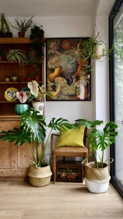 Medium Monstera Deliciosa (Elegant Stem Form) -Verdant Haven Sales Store 98bb8d 2a500b48f5f34601884dcf7f4f2b0f6f mv2