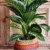 Dieffenbachia Tropic Snow (Dumb Cane)