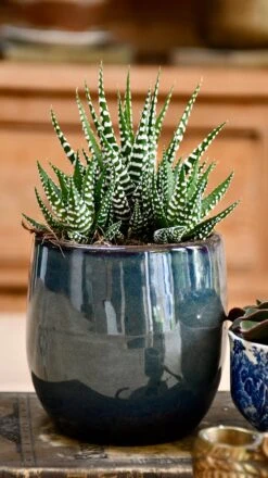 Haworthia Fasciata Big Band -Verdant Haven Sales Store 98bb8d 2bed53dcf65a44bdba9ffd86bfd39571 mv2