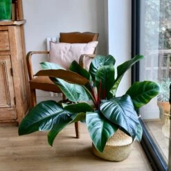 Philodendron Imperial Red -Verdant Haven Sales Store 98bb8d 2c17e1b0963348eda6dfa003a74093bb mv2