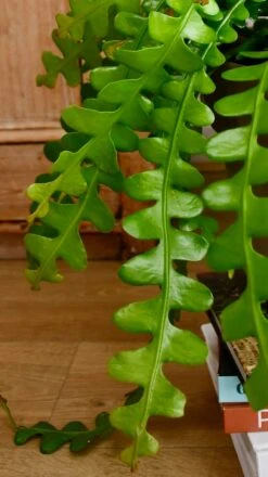 Extra Large Epiphyllum Anguliger (Fishbone Cactus, Ric Rac Cactus) -Verdant Haven Sales Store 98bb8d 2cdf538b395045178d1c7d06d4328c91 mv2