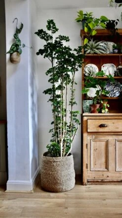 Polyscias Roble, Aralia Roble