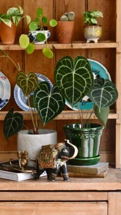 Anthurium Clarinervium (Giant Laceleaf Plant) 17 Anthurium Clarinervium (Giant Laceleaf Plant) -Verdant Haven Sales Store 98bb8d 3024e9dabe8643a79a80b020e2e549d3 mv2