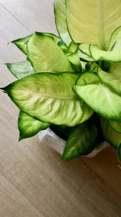 Dieffenbachia Summer (Dumb Cane Or Leopard Lily) -Verdant Haven Sales Store 98bb8d 30f642e3f2264b0789afc531b2c74df1 mv2 d414c5e9 3460 4bf4 bbc6 8a6e8cb51a65