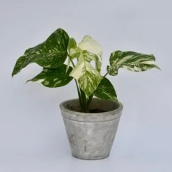 Variegated Monstera - Lots Of White Variegation 12cm X 40cm 14 Variegated Monstera - Lots Of White Variegation 12cm X 40cm -Verdant Haven Sales Store 98bb8d 3100847de9204221a5c19dbdbfe7d8ff mv2 4d2839a1 479e 4f36 b567 781984261a39