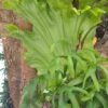 Platycerium Superbum | Staghorn Fern *rare*