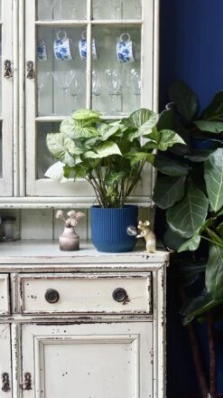 Syngonium White Butterfly | Syngonium Nephphytis | Syngonium Arrow -Verdant Haven Sales Store 98bb8d 3362f51c672842379264099706d4cfbe mv2 5fb260f8 d4a4 4bc9 bf62 0d75149f3cfb