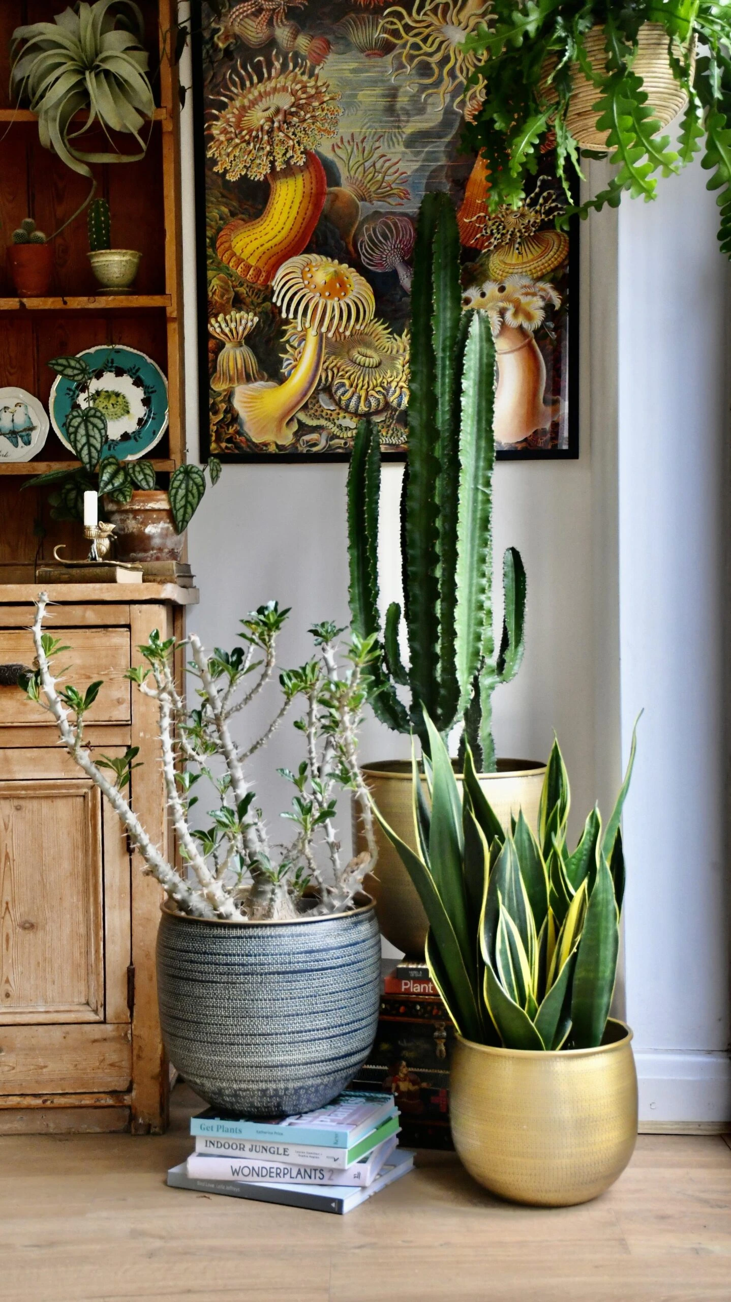 Tall Euphorbia Cactus 2 Tall Euphorbia Cactus - Image 2