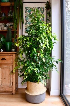 Indoor Weeping Fig Tree | Ficus Benjamina | Ficus Benjamina Weeping Fig Tree