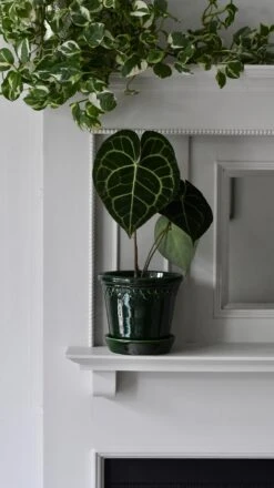 Anthurium Clarinervium (Giant Laceleaf Plant) 12 Anthurium Clarinervium (Giant Laceleaf Plant) -Verdant Haven Sales Store 98bb8d 34389ca954dd4e3dad15c9773e9fde52 mv2