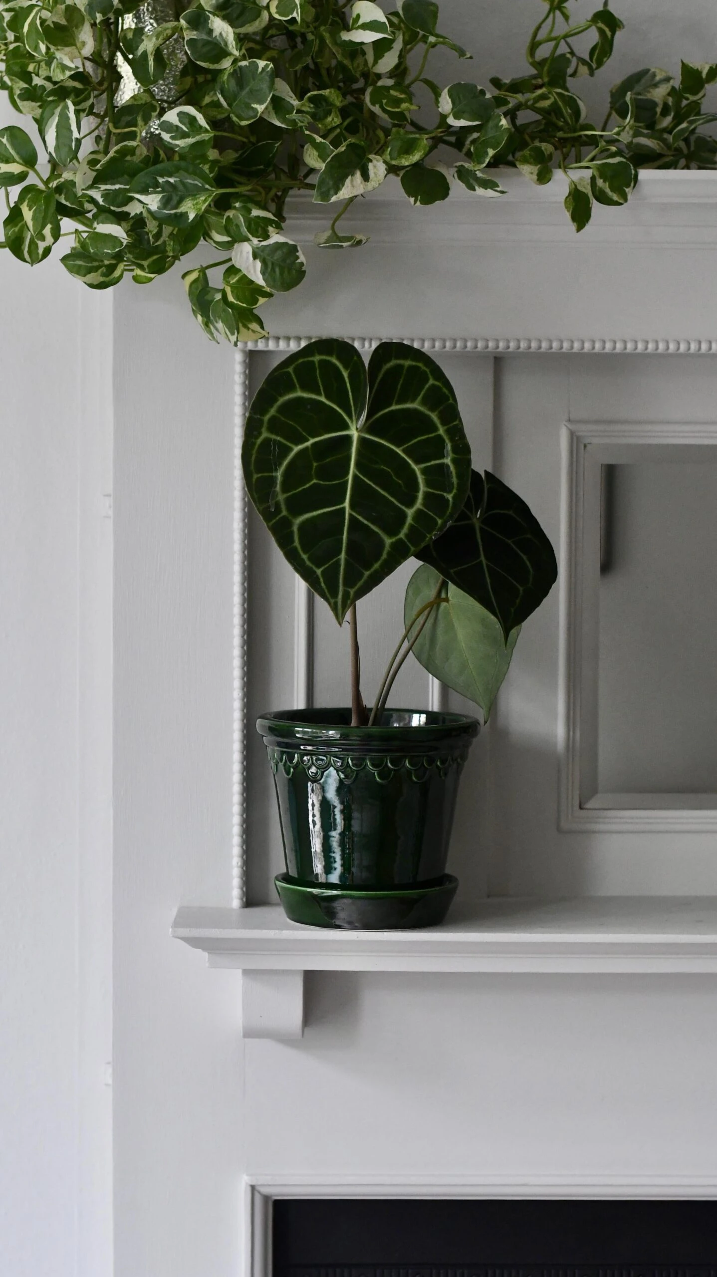 Anthurium Clarinervium (Giant Laceleaf Plant) 3 Anthurium Clarinervium (Giant Laceleaf Plant) - Image 3