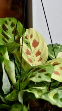 Variegated Maranta Leuconeura Kercho *rare* -Verdant Haven Sales Store 98bb8d 3491b4af5d2f4b87977b9305865421f2 mv2