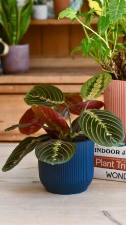 Maranta Fascinator & Vibes Pot -Verdant Haven Sales Store 98bb8d 34f88cb35de045e0a75a6f9203ac7d90 mv2