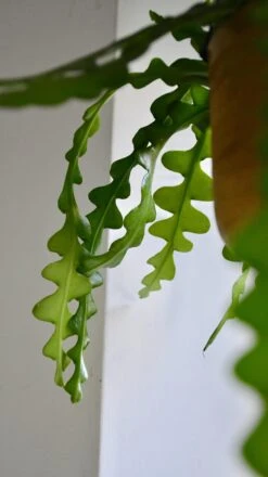 Epiphyllum Anguliger (Fishbone Cactus, Ric Rac Cactus) -Verdant Haven Sales Store 98bb8d 3506bddebcde4cf4b2265dfac45afc51 mv2 97ce0d58 f73b 4d3c 853d 0f18ec852aa2