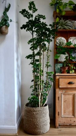 Polyscias Roble, Aralia Roble -Verdant Haven Sales Store 98bb8d 35af940b6e8e46bb98100fbc3337bf9b mv2