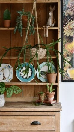 Rhipsalis Pentaptera *rare* -Verdant Haven Sales Store 98bb8d 3609f86f2e6e4cbba2520233d8af8002 mv2