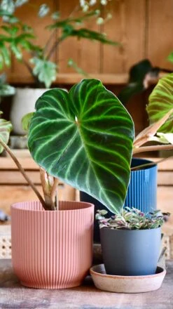 Philodendron Verrucosum 8 Philodendron Verrucosum -Verdant Haven Sales Store 98bb8d 3644b94a05fa44919b9b4fa23e8a3b3c mv2