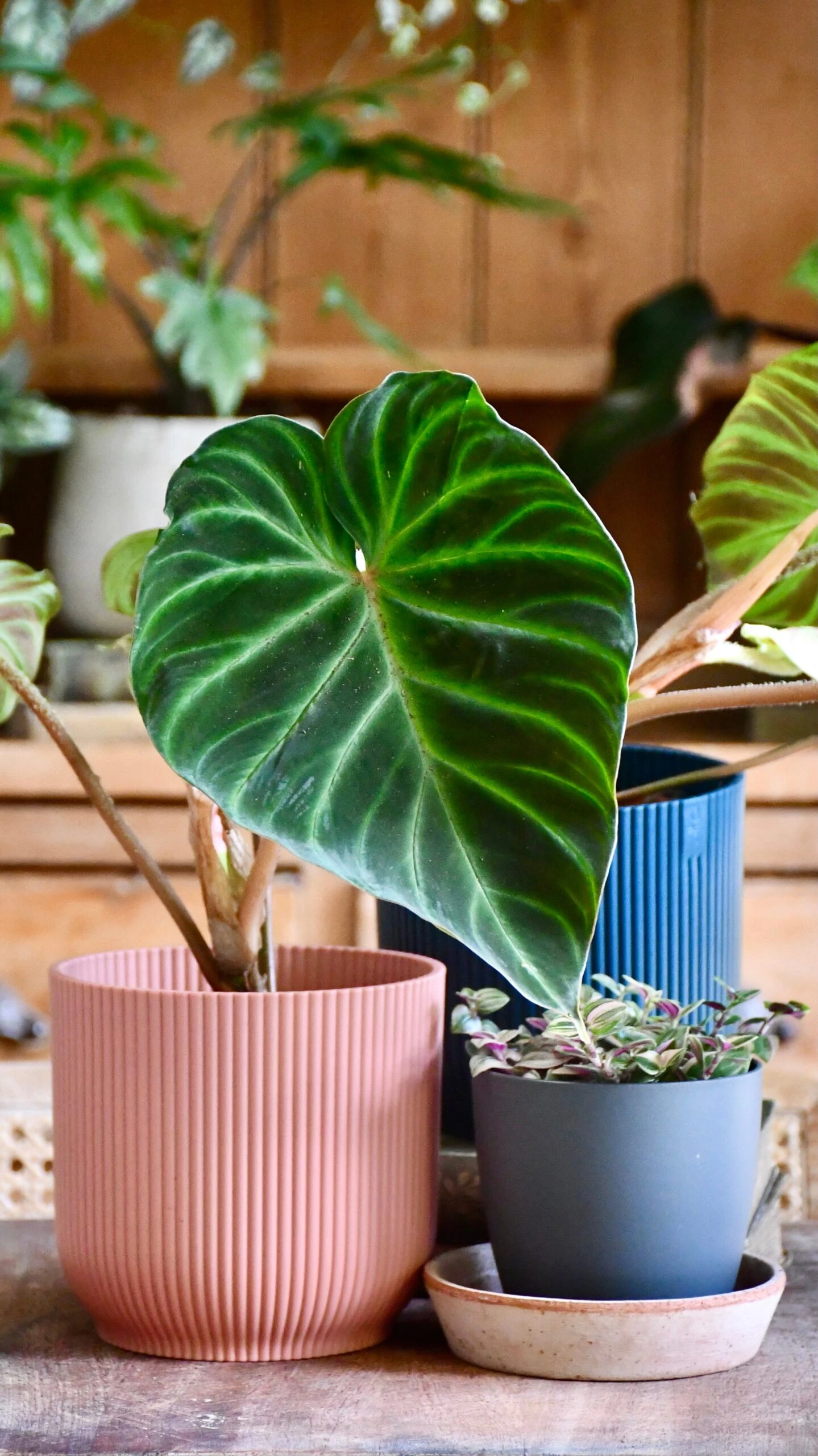 Philodendron Verrucosum 4 Philodendron Verrucosum - Image 4