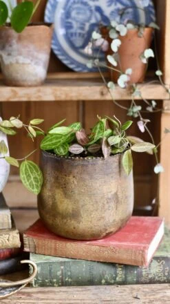 Dischidia Ovata (Watermelon Dischidia) 8 Dischidia Ovata (Watermelon Dischidia) -Verdant Haven Sales Store 98bb8d 36739ea608994beaa0457a838177c4d6 mv2