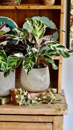 Calathea White Fusion -Verdant Haven Sales Store 98bb8d 3717406db9aa48c59e39e228f66c6a7a mv2