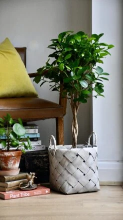 Ficus Microcarpa (Chinese Banyan Tree) -Verdant Haven Sales Store 98bb8d 3765b949d28e49dfb6d40e3eddc30abc mv2 d8b60f16 ad0f 44eb 96b3 d11388ff3e18