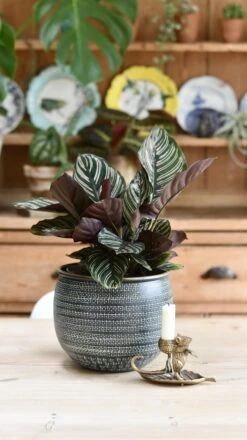 Calathea Sanderiana - Pinstripe - Prayer Plant -Verdant Haven Sales Store 98bb8d 378cb26320cc4c7d802e056b0e1270ef mv2 83ee43e2 1242 4694 b66f 4d840e321215