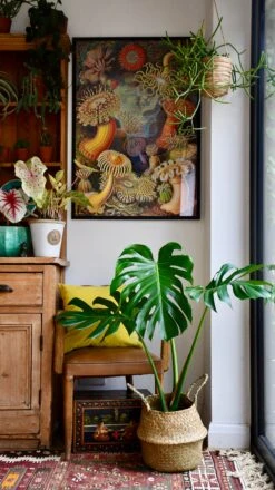 Medium Monstera Deliciosa (Elegant Stem Form) -Verdant Haven Sales Store 98bb8d 37d32896282f4f13a8385079cf5c8e74 mv2