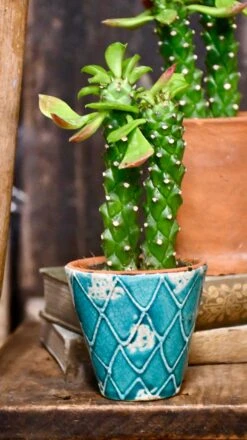 Euphorbia Neorubella | Monadenium Guentheri Baby Cactus -Verdant Haven Sales Store 98bb8d 3888dc7d109d4f12b0935df3d8335f0b mv2