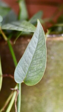 Epipremnum Cebu Blue (Cebu Blue Pothos, Epipremnum Pinnatum) -Verdant Haven Sales Store 98bb8d 389d314d2c264672bd9a9544d2eb51ae mv2