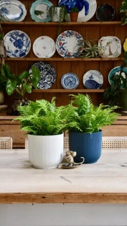 Small Blechnum Gibbum (Silver Lady) -Verdant Haven Sales Store 98bb8d 38ab30467f5642409121ec4301dee2fd mv2